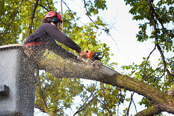 Best Tree Removal  in Pinetop Country Clu, AZ